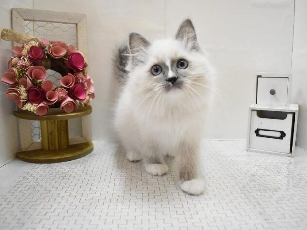 大阪府のラグドール (ペット・プラザ アミーゴ豊中服部店/2025年9月10日生まれ/男の子/ブルーポイントミテッド)の子猫の2枚目の画像