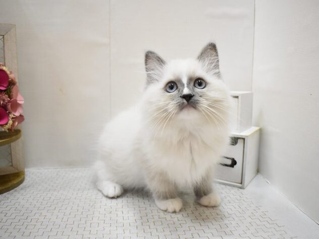 大阪府のラグドール (ペット・プラザ アミーゴ豊中服部店/2025年9月10日生まれ/男の子/ブルーポイントミテッド)の子猫の3枚目の画像