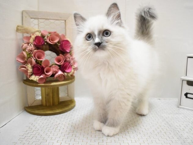 大阪府のラグドール (ペット・プラザ アミーゴ豊中服部店/2025年9月10日生まれ/男の子/ブルーポイントミテッド)の子猫の4枚目の画像