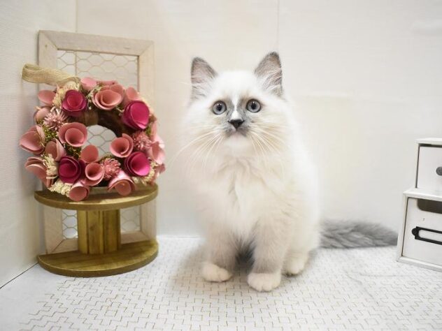 大阪府のラグドール (ペット・プラザ アミーゴ豊中服部店/2025年9月10日生まれ/男の子/ブルーポイントミテッド)の子猫の1枚目の画像