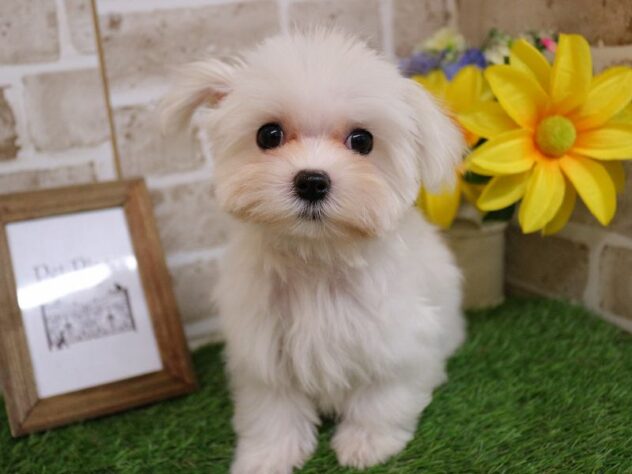 兵庫県のマルチーズ (ペット・プラザ アミーゴ神戸西店/2025年10月4日生まれ/女の子/ホワイト)の子犬の1枚目の画像