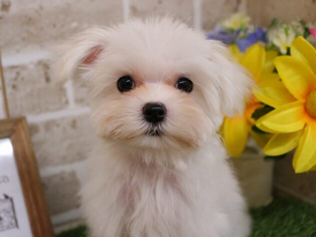 兵庫県のマルチーズ (ペット・プラザ アミーゴ神戸西店/2025年10月4日生まれ/女の子/ホワイト)の子犬の2枚目の画像