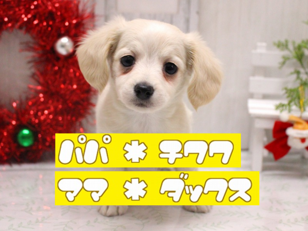 兵庫県のチワックス(チワワ×ダックス) (ペット・プラザ アミーゴ加古川店/2025年10月14日生まれ/男の子/クリーム)の子犬の1枚目の画像