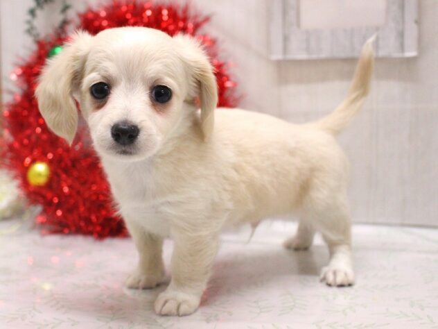 兵庫県のチワックス(チワワ×ダックス) (ペット・プラザ アミーゴ加古川店/2025年10月14日生まれ/男の子/クリーム)の子犬の2枚目の画像