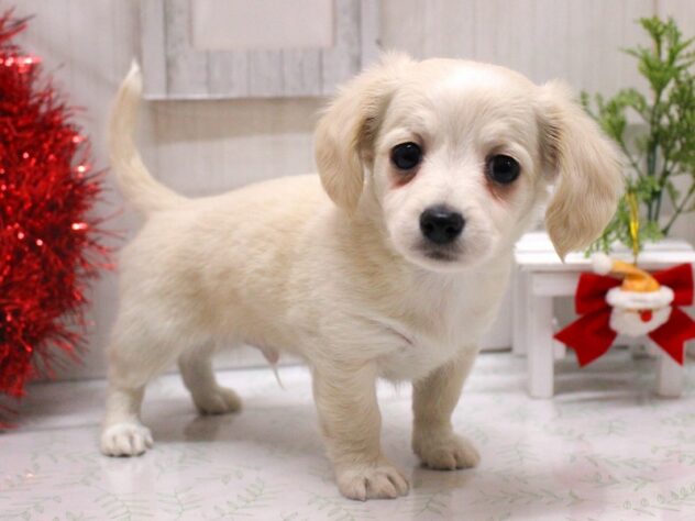 兵庫県のチワックス(チワワ×ダックス) (ペット・プラザ アミーゴ加古川店/2025年10月14日生まれ/男の子/クリーム)の子犬の3枚目の画像