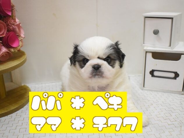大阪府のチワペキ/ペキチー/ペキチワ(チワワ×ペキニーズ) (ペット・プラザ アミーゴ豊中服部店/2025年10月7日生まれ/男の子/トライカラー)の子犬の1枚目の画像