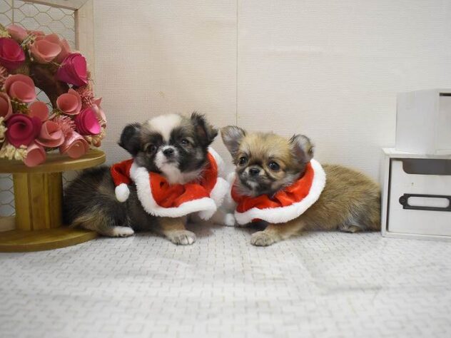 大阪府のチワワ(ロング) (ペット・プラザ アミーゴ豊中服部店/2025年10月12日生まれ/女の子/レッドホワイト)の子犬の4枚目の画像