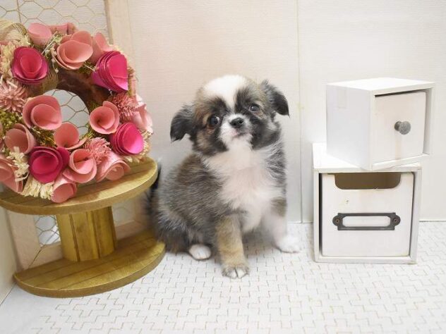 大阪府のチワワ(ロング) (ペット・プラザ アミーゴ豊中服部店/2025年10月12日生まれ/女の子/フォーンホワイト)の子犬の1枚目の画像