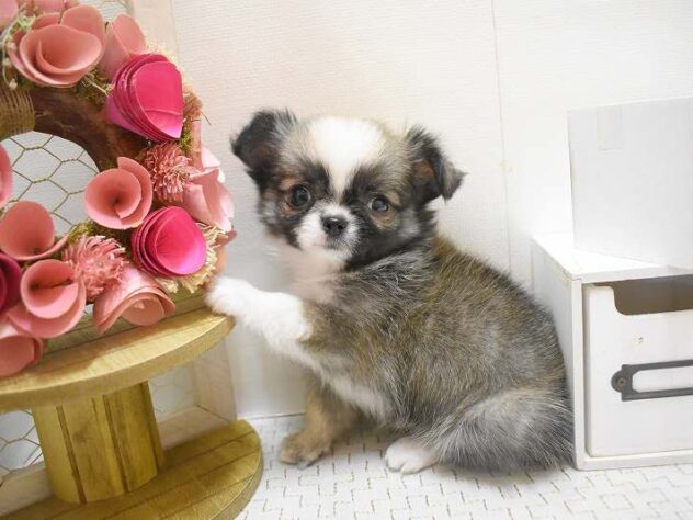 大阪府のチワワ(ロング) (ペット・プラザ アミーゴ豊中服部店/2025年10月12日生まれ/女の子/フォーンホワイト)の子犬の2枚目の画像