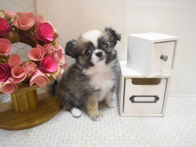 大阪府のチワワ(ロング) (ペット・プラザ アミーゴ豊中服部店/2025年10月12日生まれ/女の子/フォーンホワイト)の子犬の3枚目の画像