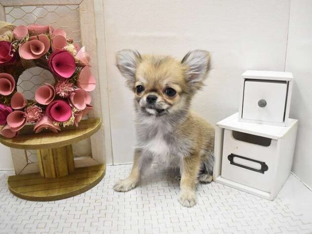 大阪府のチワワ(ロング) (ペット・プラザ アミーゴ豊中服部店/2025年10月12日生まれ/女の子/レッドホワイト)の子犬の1枚目の画像