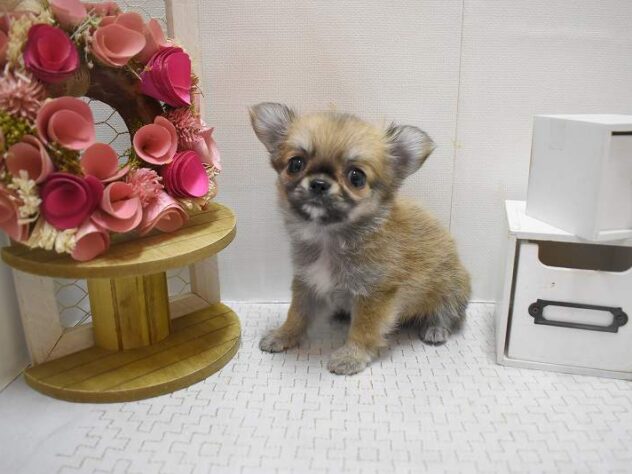 大阪府のチワワ(ロング) (ペット・プラザ アミーゴ豊中服部店/2025年10月12日生まれ/女の子/レッドホワイト)の子犬の1枚目の画像