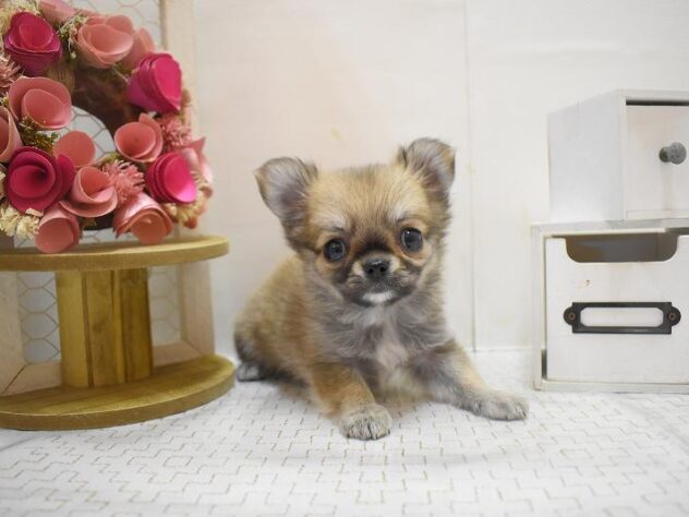 大阪府のチワワ(ロング) (ペット・プラザ アミーゴ豊中服部店/2025年10月12日生まれ/女の子/レッドホワイト)の子犬の2枚目の画像