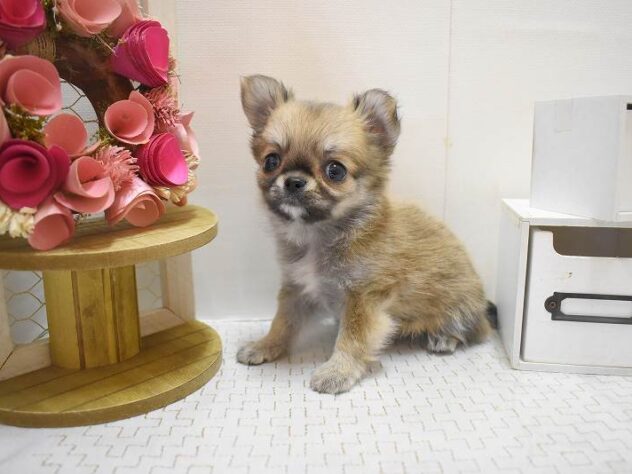 大阪府のチワワ(ロング) (ペット・プラザ アミーゴ豊中服部店/2025年10月12日生まれ/女の子/レッドホワイト)の子犬の3枚目の画像