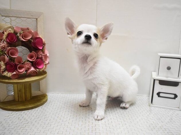 大阪府のポメチワ/チワポメ/ポメチー(ポメラニアン×チワワ) (ペット・プラザ アミーゴ豊中服部店/2025年10月11日生まれ/男の子/ホワイトクリーム)の子犬の2枚目の画像