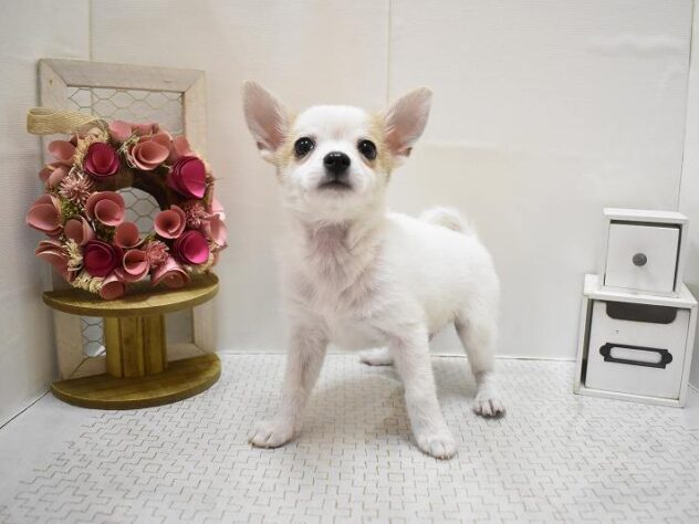 大阪府のポメチワ/チワポメ/ポメチー(ポメラニアン×チワワ) (ペット・プラザ アミーゴ豊中服部店/2025年10月11日生まれ/男の子/ホワイトクリーム)の子犬の3枚目の画像