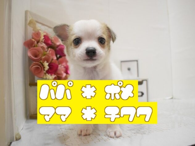 大阪府のポメチワ/チワポメ/ポメチー(ポメラニアン×チワワ) (ペット・プラザ アミーゴ豊中服部店/2025年10月11日生まれ/男の子/ホワイトクリーム)の子犬の1枚目の画像