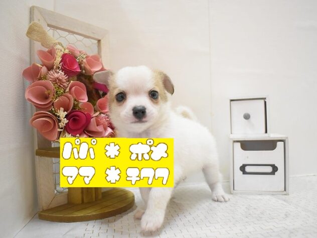 大阪府のポメチワ/チワポメ/ポメチー(ポメラニアン×チワワ) (ペット・プラザ アミーゴ豊中服部店/2025年10月11日生まれ/男の子/ホワイトクリーム)の子犬の1枚目の画像