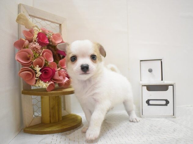 大阪府のポメチワ/チワポメ/ポメチー(ポメラニアン×チワワ) (ペット・プラザ アミーゴ豊中服部店/2025年10月11日生まれ/男の子/ホワイトクリーム)の子犬の2枚目の画像