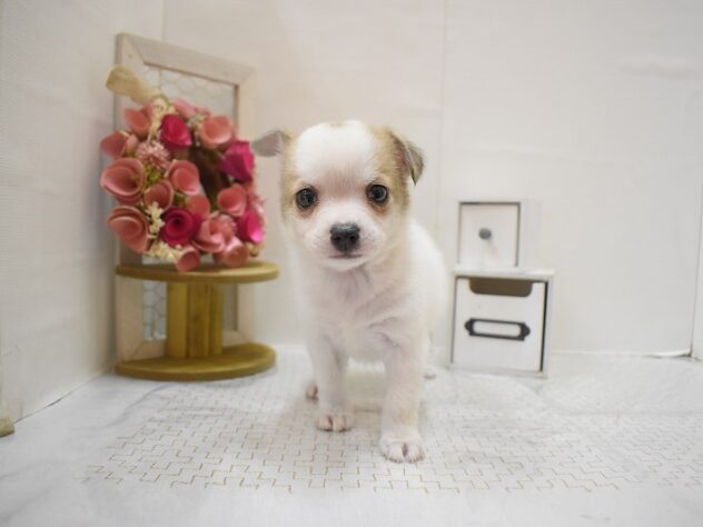 大阪府のポメチワ/チワポメ/ポメチー(ポメラニアン×チワワ) (ペット・プラザ アミーゴ豊中服部店/2025年10月11日生まれ/男の子/ホワイトクリーム)の子犬の3枚目の画像