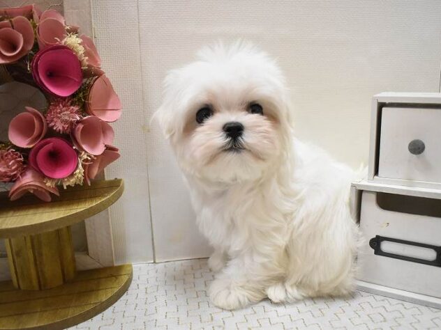 大阪府のマルチーズ (ペット・プラザ アミーゴ豊中服部店/2025年10月11日生まれ/女の子/ホワイト)の子犬の1枚目の画像
