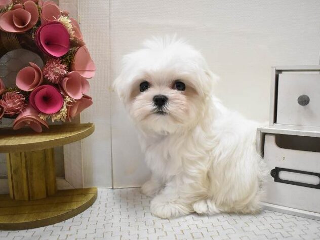 大阪府のマルチーズ (ペット・プラザ アミーゴ豊中服部店/2025年10月11日生まれ/女の子/ホワイト)の子犬の2枚目の画像