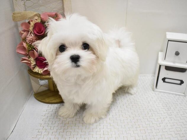 大阪府のマルチーズ (ペット・プラザ アミーゴ豊中服部店/2025年10月11日生まれ/女の子/ホワイト)の子犬の1枚目の画像