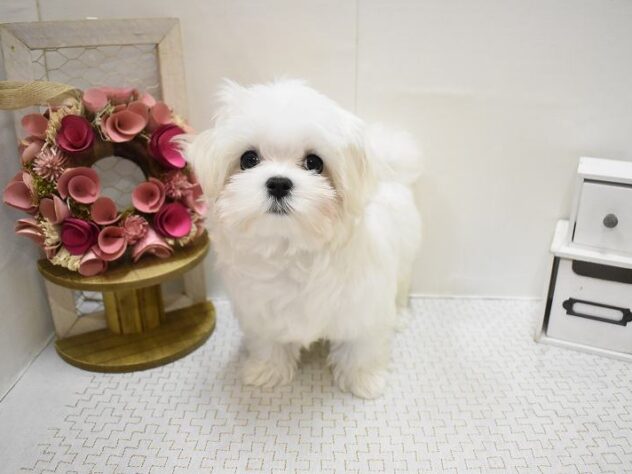 大阪府のマルチーズ (ペット・プラザ アミーゴ豊中服部店/2025年10月11日生まれ/女の子/ホワイト)の子犬の2枚目の画像