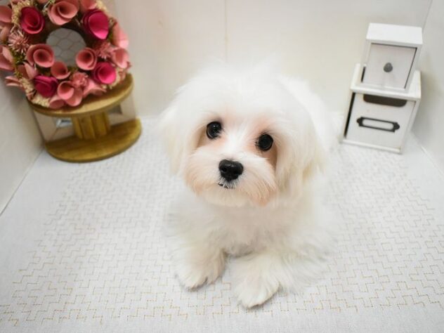 大阪府のマルチーズ (ペット・プラザ アミーゴ豊中服部店/2025年10月11日生まれ/女の子/ホワイト)の子犬の1枚目の画像