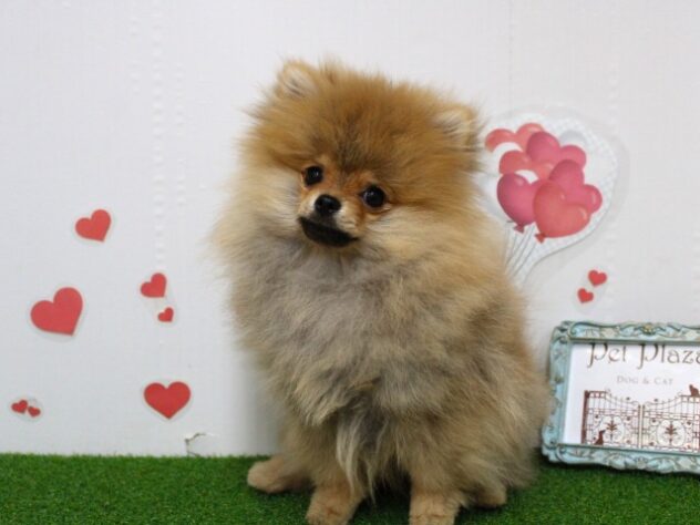 兵庫県のポメラニアン (ペット・プラザ アミーゴ尼崎昭和通店/2025年10月12日生まれ/男の子/オレンジ)の子犬の1枚目の画像