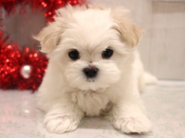 兵庫県のマルチーズ (ペット・プラザ アミーゴ加古川店/2025年10月8日生まれ/女の子/ホワイト)の子犬の1枚目の画像