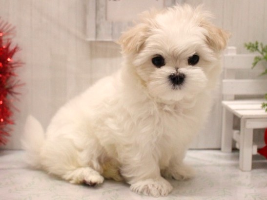 兵庫県のマルチーズ (ペット・プラザ アミーゴ加古川店/2025年10月8日生まれ/女の子/ホワイト)の子犬の2枚目の画像