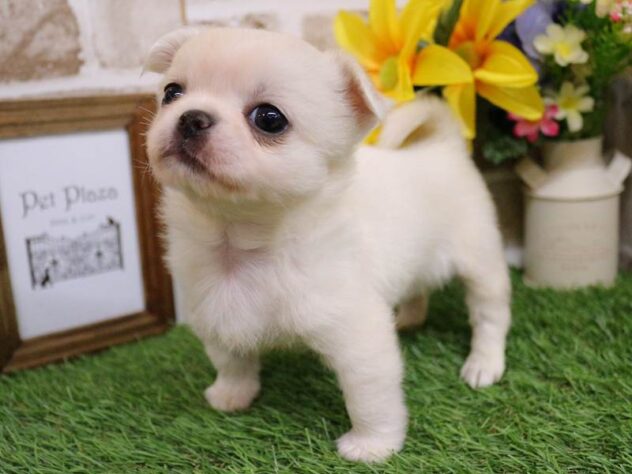 兵庫県のチワペキ/ペキチー/ペキチワ(チワワ×ペキニーズ) (ペット・プラザ アミーゴ神戸西店/2025年10月7日生まれ/女の子/クリーム)の子犬の2枚目の画像