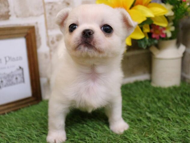 兵庫県のチワペキ/ペキチー/ペキチワ(チワワ×ペキニーズ) (ペット・プラザ アミーゴ神戸西店/2025年10月7日生まれ/女の子/クリーム)の子犬の3枚目の画像