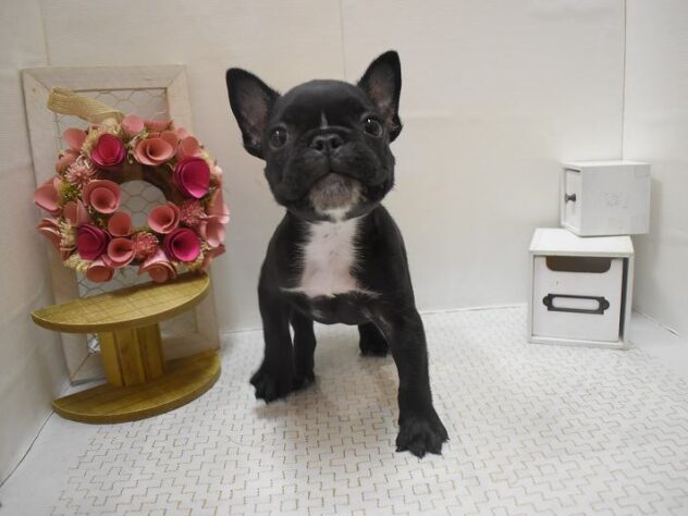 大阪府のフレンチブルドッグ (ペット・プラザ アミーゴ豊中服部店/2025年10月17日生まれ/男の子/ブリンドル)の子犬