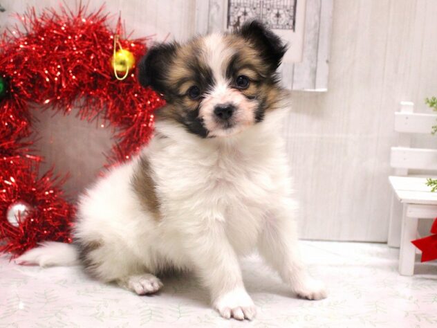 兵庫県のパピヨン (ペット・プラザ アミーゴ加古川店/2025年10月18日生まれ/女の子/ホワイトブラウン)の子犬の1枚目の画像