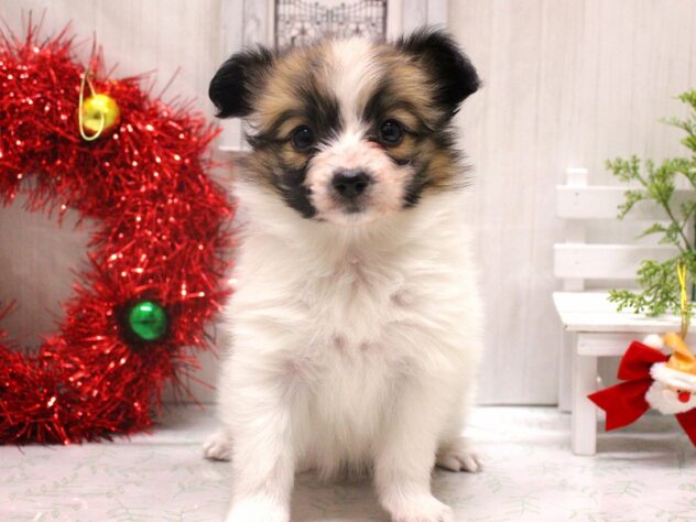 兵庫県のパピヨン (ペット・プラザ アミーゴ加古川店/2025年10月18日生まれ/女の子/ホワイトブラウン)の子犬の2枚目の画像