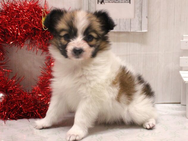 兵庫県のパピヨン (ペット・プラザ アミーゴ加古川店/2025年10月18日生まれ/女の子/ホワイトブラウン)の子犬の3枚目の画像