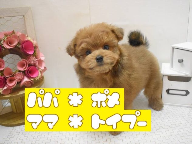 大阪府のポメプー(ポメラニアン×プードル) (ペット・プラザ アミーゴ豊中服部店/2025年10月18日生まれ/女の子/レッド)の子犬の1枚目の画像