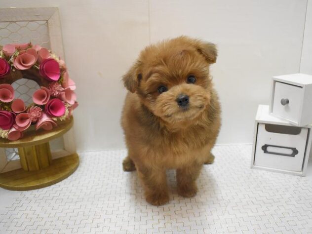 大阪府のポメプー(ポメラニアン×プードル) (ペット・プラザ アミーゴ豊中服部店/2025年10月18日生まれ/女の子/レッド)の子犬の2枚目の画像