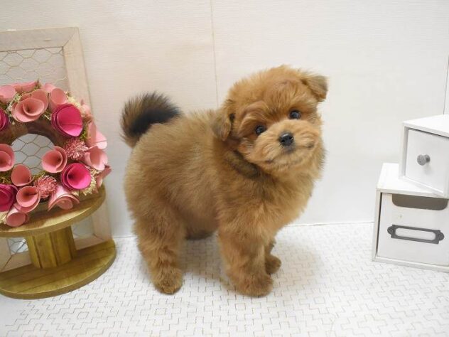 大阪府のポメプー(ポメラニアン×プードル) (ペット・プラザ アミーゴ豊中服部店/2025年10月18日生まれ/女の子/レッド)の子犬の3枚目の画像