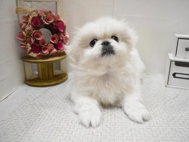 大阪府のペキニーズ (ペット・プラザ アミーゴ豊中服部店/2025年10月15日生まれ/男の子/ホワイト)の子犬の2枚目の画像