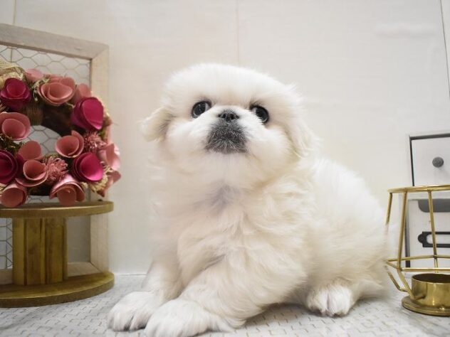 大阪府のペキニーズ (ペット・プラザ アミーゴ豊中服部店/2025年10月15日生まれ/男の子/ホワイト)の子犬の4枚目の画像