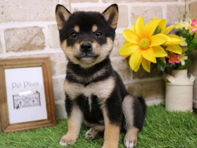 兵庫県の豆柴 (ペット・プラザ アミーゴ神戸西店/2025年10月18日生まれ/男の子/黒)の子犬の1枚目の画像