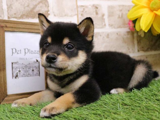 兵庫県の豆柴 (ペット・プラザ アミーゴ神戸西店/2025年10月18日生まれ/男の子/黒)の子犬の2枚目の画像