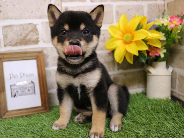 兵庫県の豆柴 (ペット・プラザ アミーゴ神戸西店/2025年10月18日生まれ/男の子/黒)の子犬の3枚目の画像