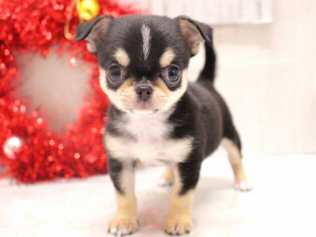 兵庫県のチワワ(ロング) (ペット・プラザ アミーゴ加古川店/2025年10月19日生まれ/男の子/ブラッククリーム)の子犬の1枚目の画像