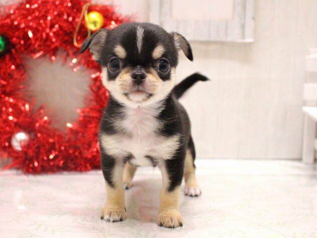 兵庫県のチワワ(ロング) (ペット・プラザ アミーゴ加古川店/2025年10月19日生まれ/男の子/ブラッククリーム)の子犬の2枚目の画像