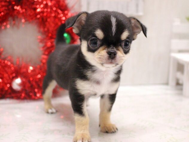 兵庫県のチワワ(ロング) (ペット・プラザ アミーゴ加古川店/2025年10月19日生まれ/男の子/ブラッククリーム)の子犬の3枚目の画像