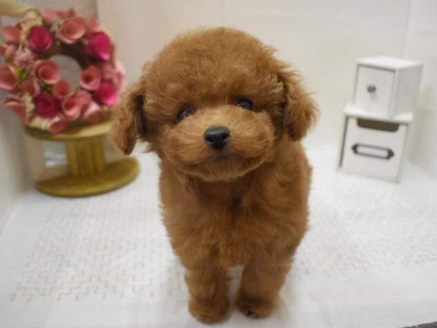 大阪府のトイプードル(トイ) (ペット・プラザ アミーゴ豊中服部店/2025年10月22日生まれ/男の子/レッドフォーン)の子犬の1枚目の画像